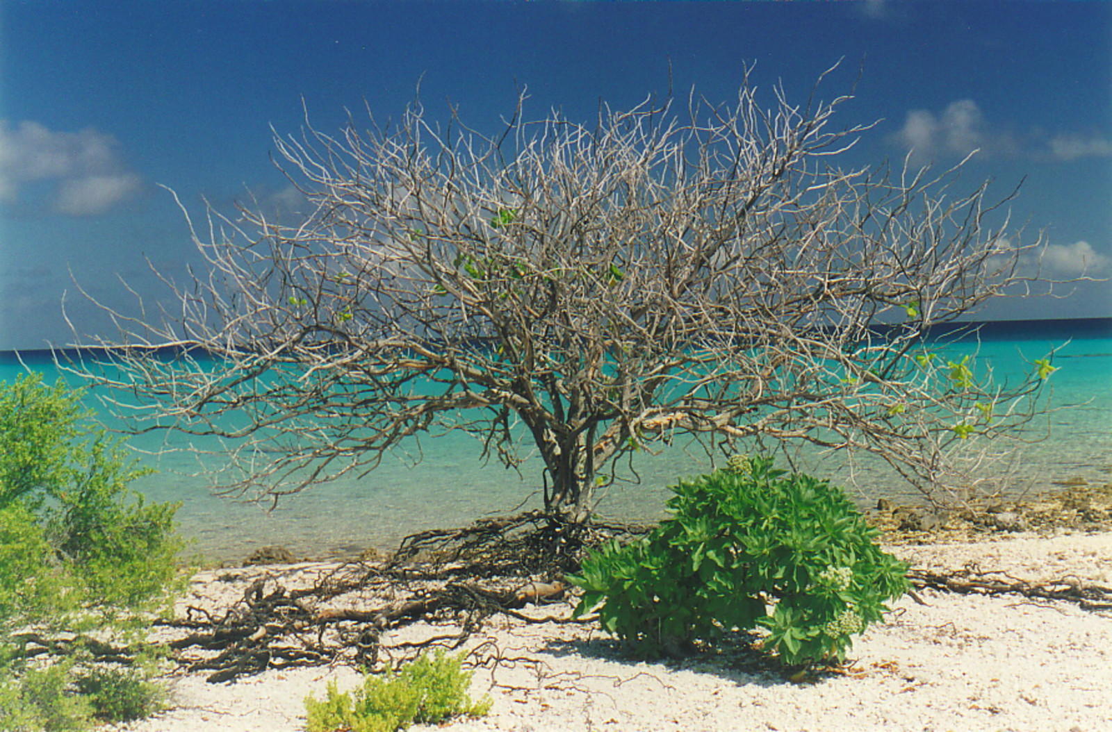 A tree on the atoll