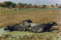 Water buffalo at Gadi Sagar