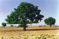 A tree with a flat bottom