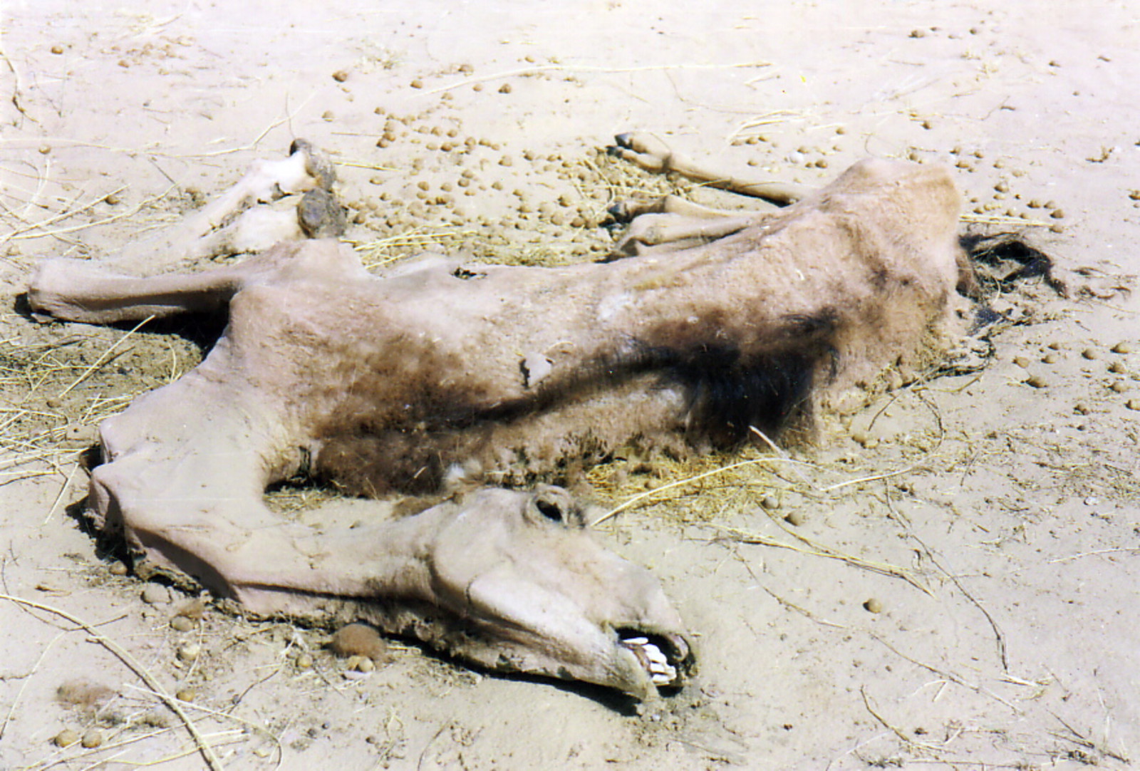 A dead camel half buried by the sands of the Sahara