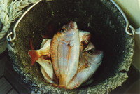 A bucket of snapper