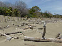 The Peninsula de Azuero is a dry part of the world, and the beaches can feel a bit like deserts