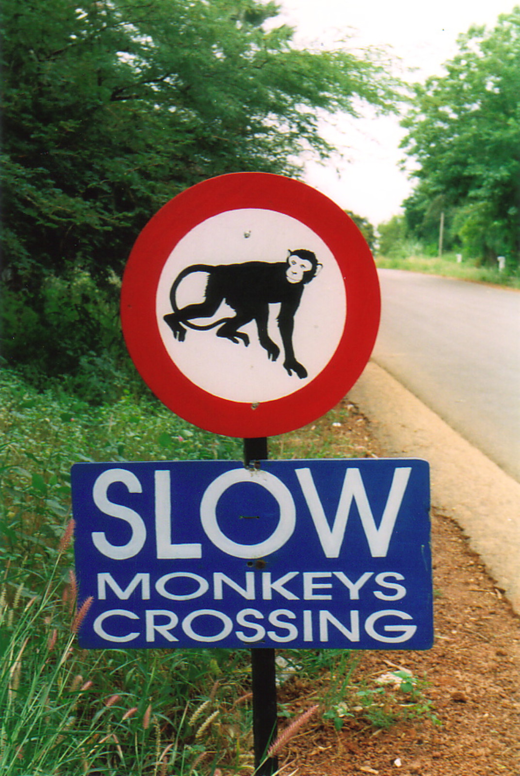 A sign saying 'Slow Monkeys Crossing' in Fajara