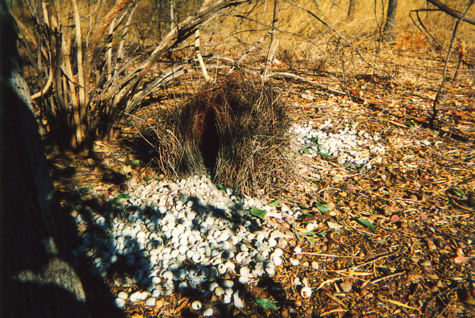 A bower bird's nest