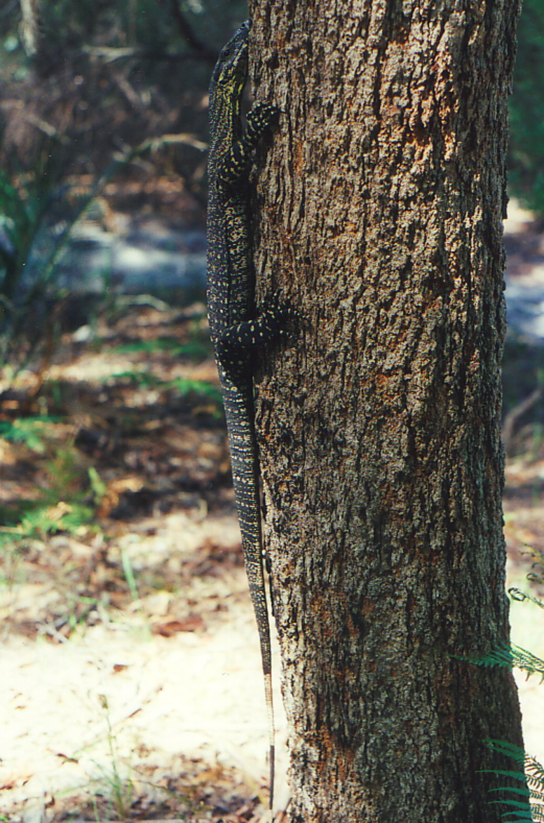 A goanna hanging on to a tree