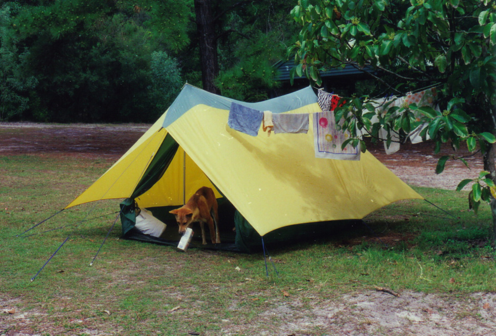 A dingo raiding a tent at Central Station