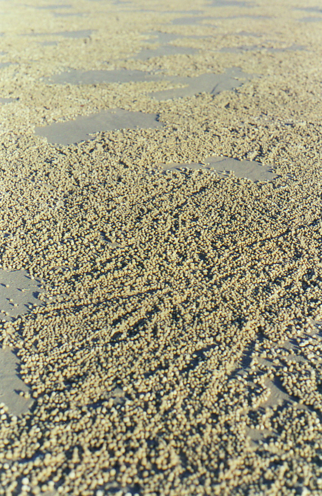 Strange sand on Seventy-Five Mile Beach