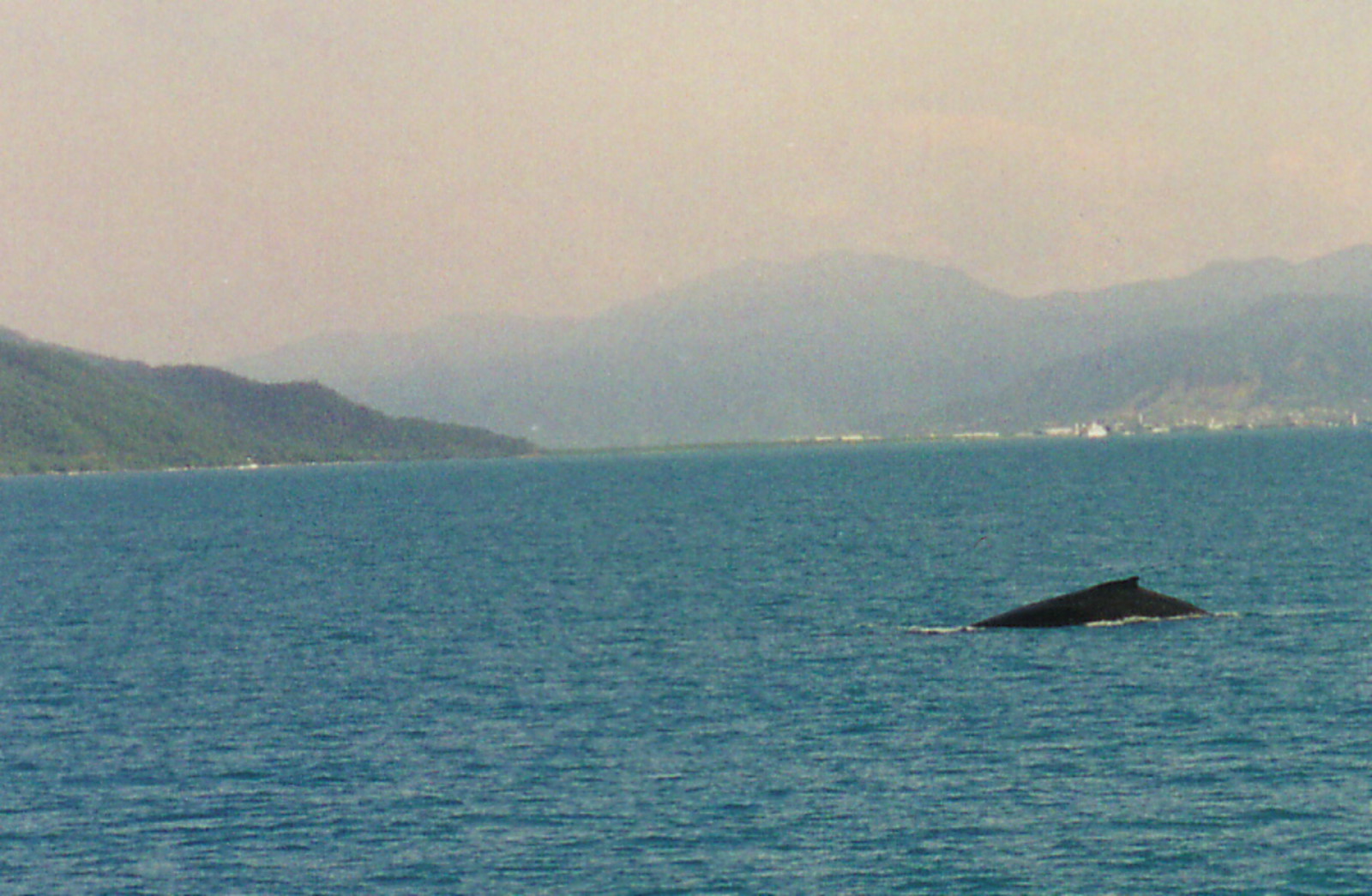 Humpback whales off Cairns