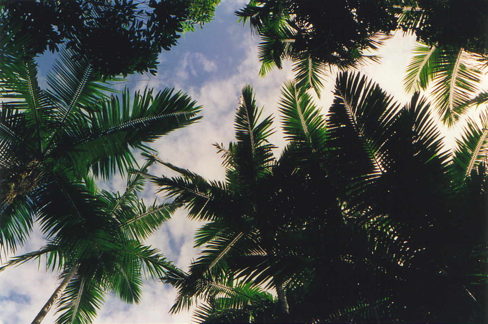 The view into the rainforest canopy on Hinchinbrook Island