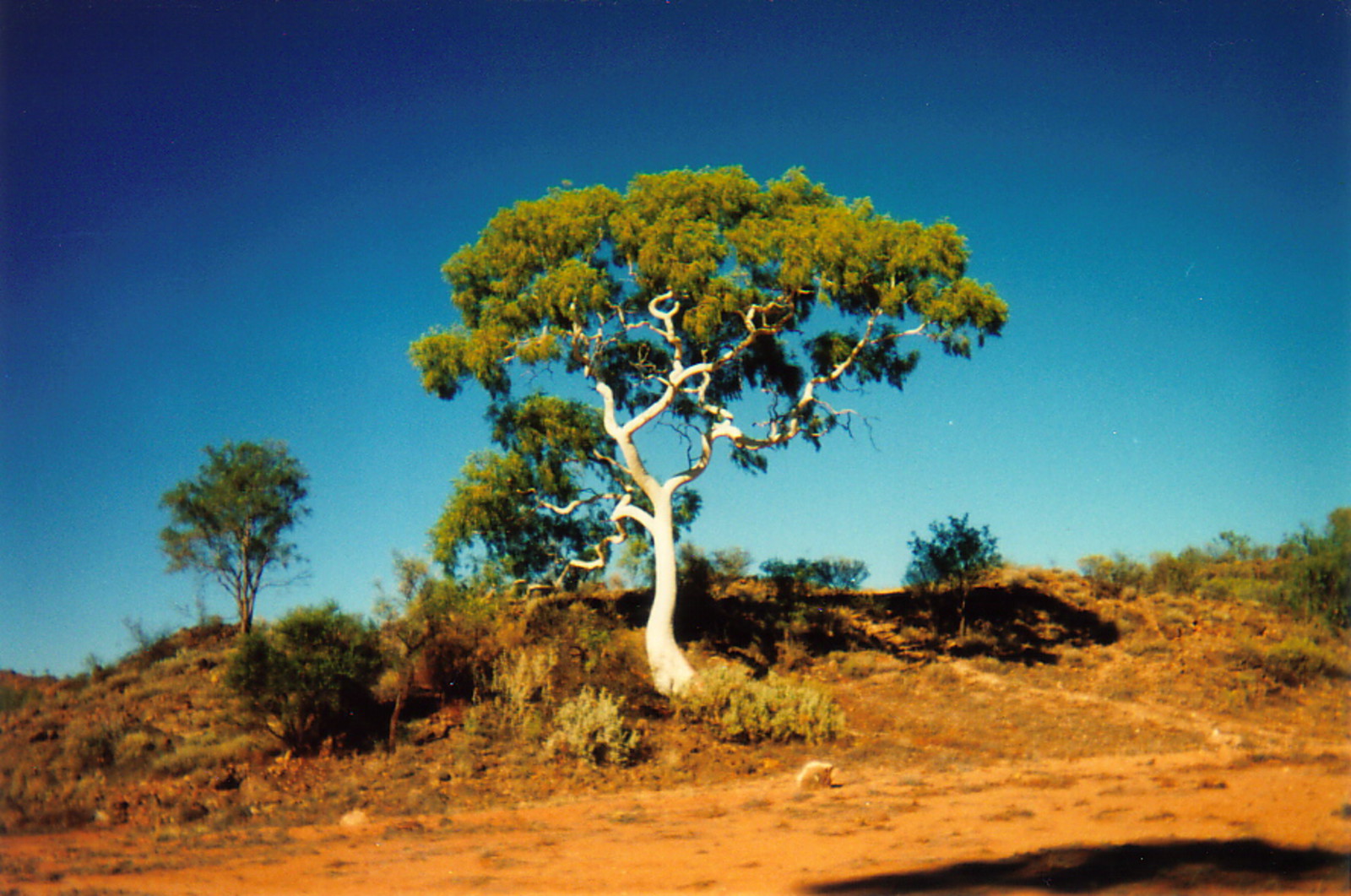 A ghost gum in Trephina Nature Park