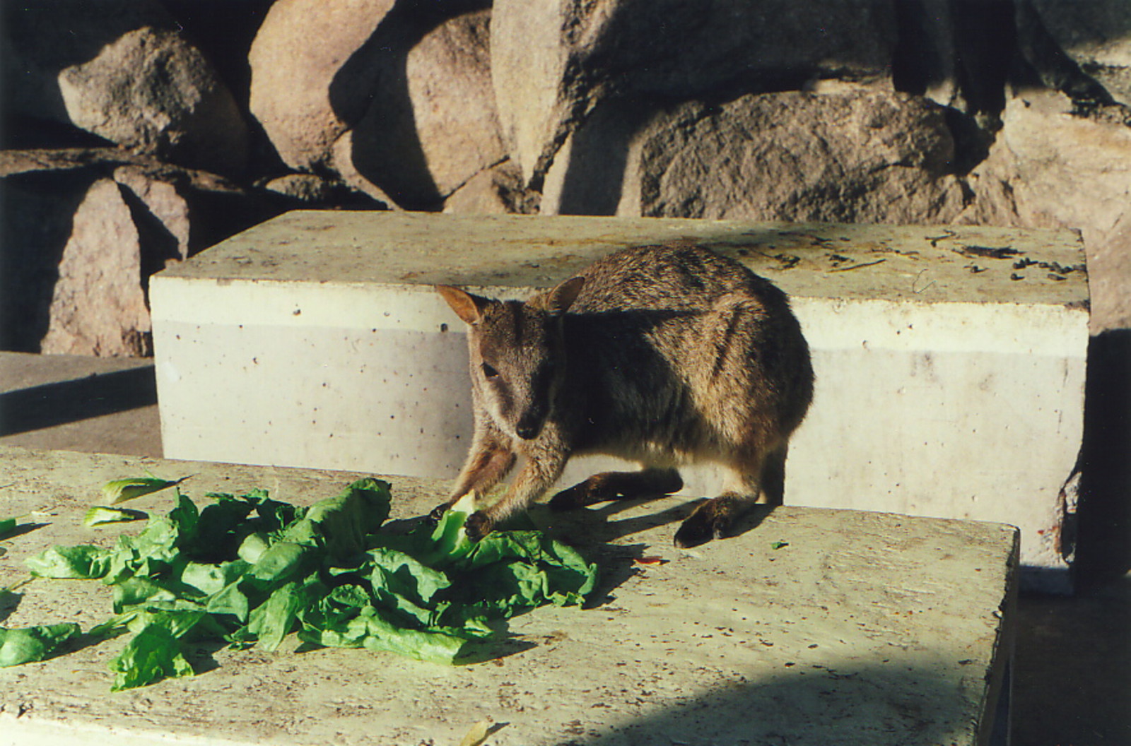 A wallaby on Magnetic Island