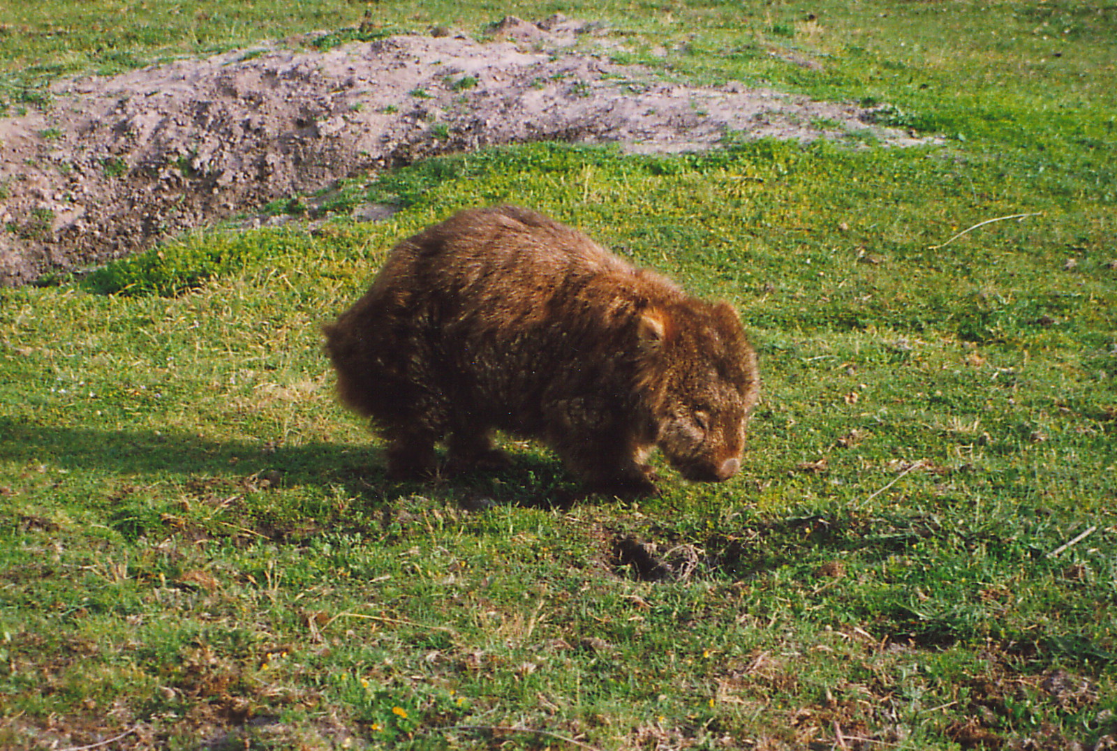 A wombat