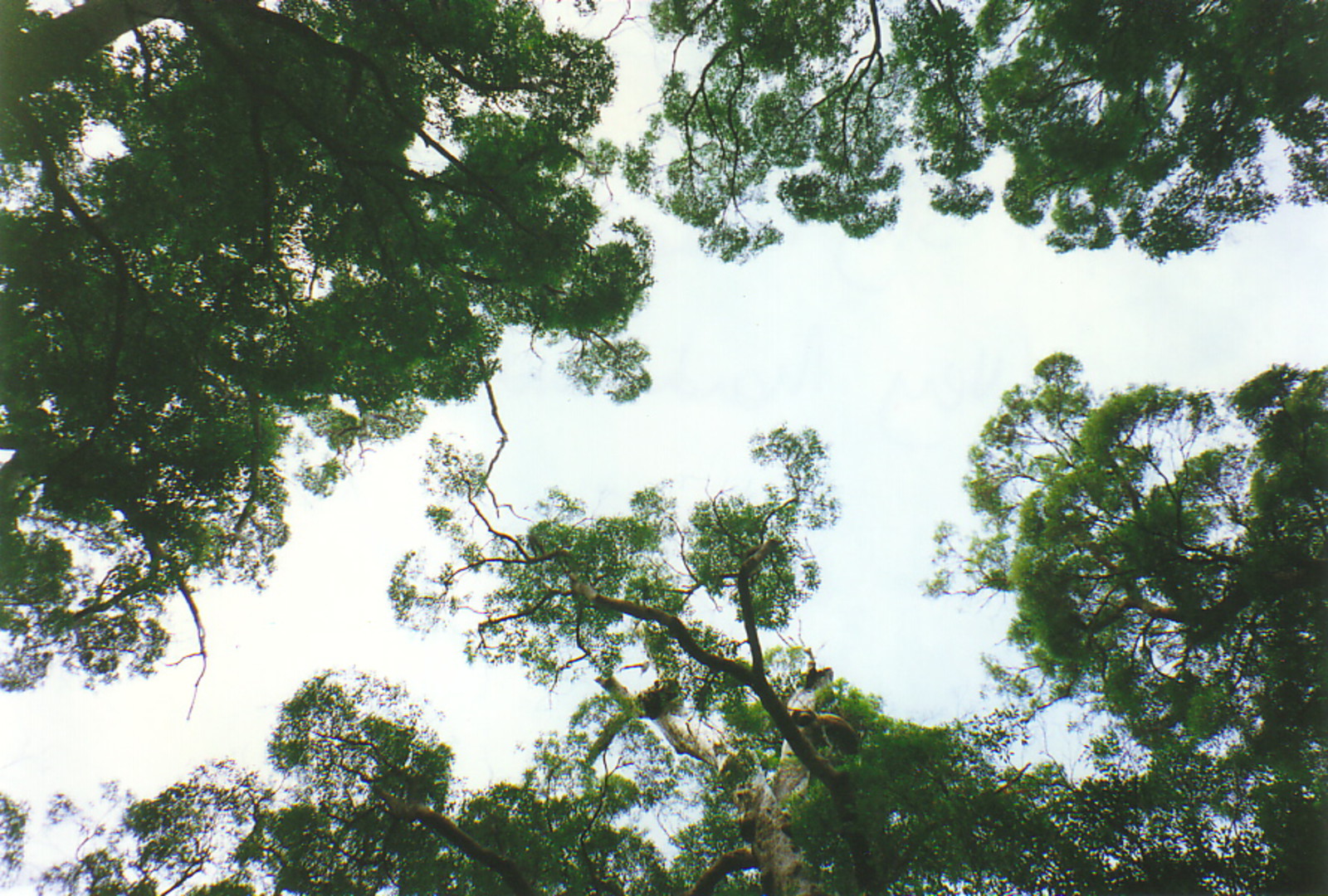 The view up into the canopy of the karri forests