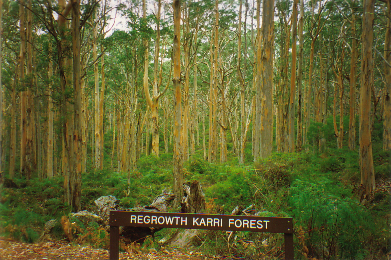 A karri forest