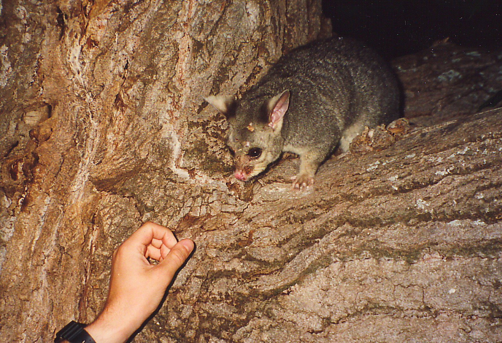 Mark feeding a possum in Narrandera