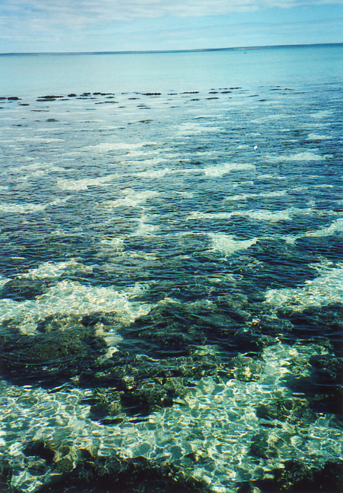Shark Bay's stromatolites
