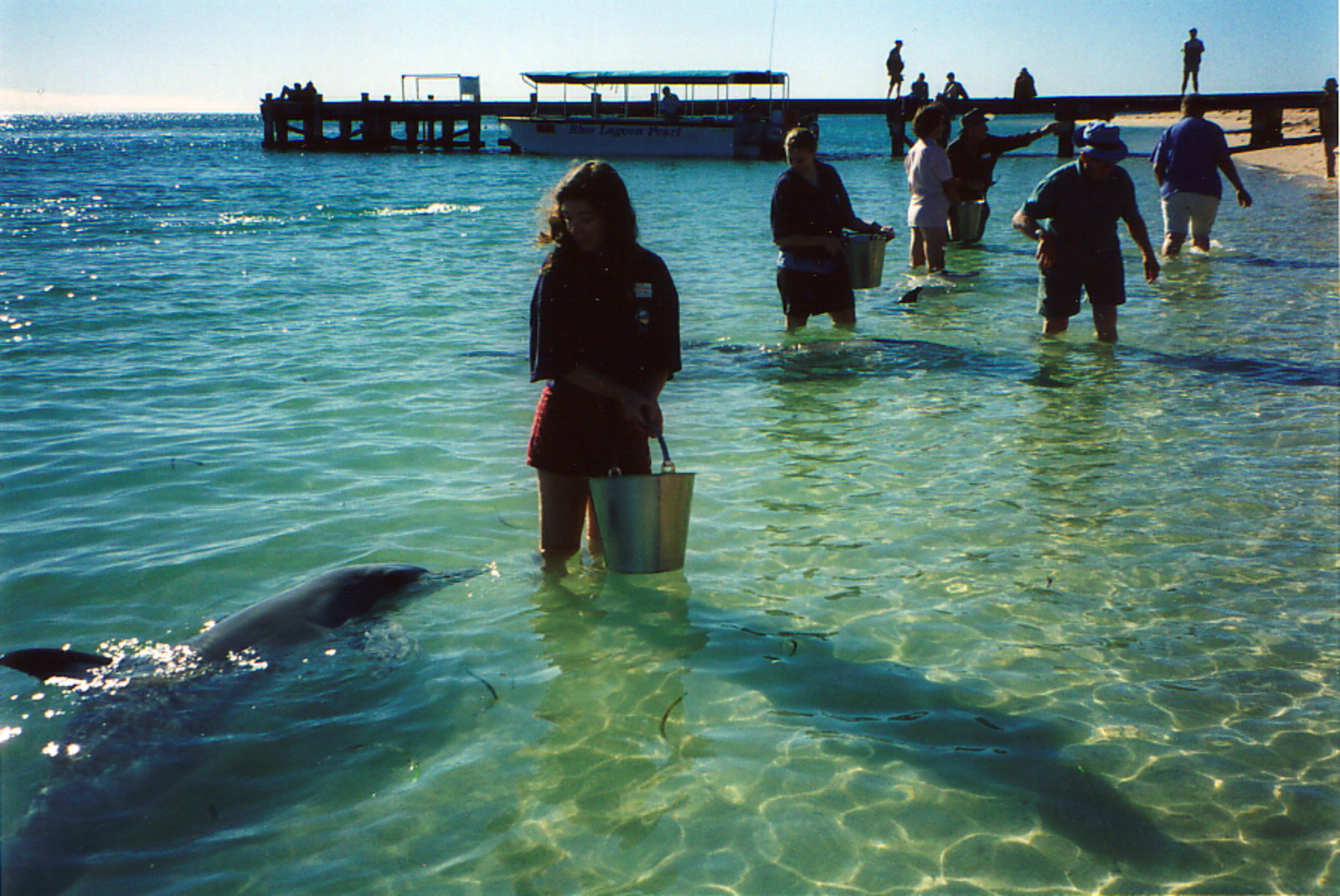 Feeding the dolphins at Monkey Mia