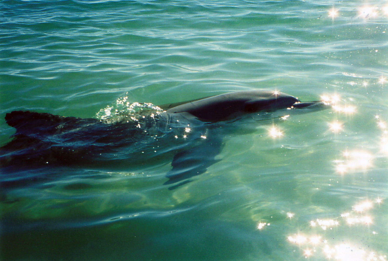 Nicky the dolphin