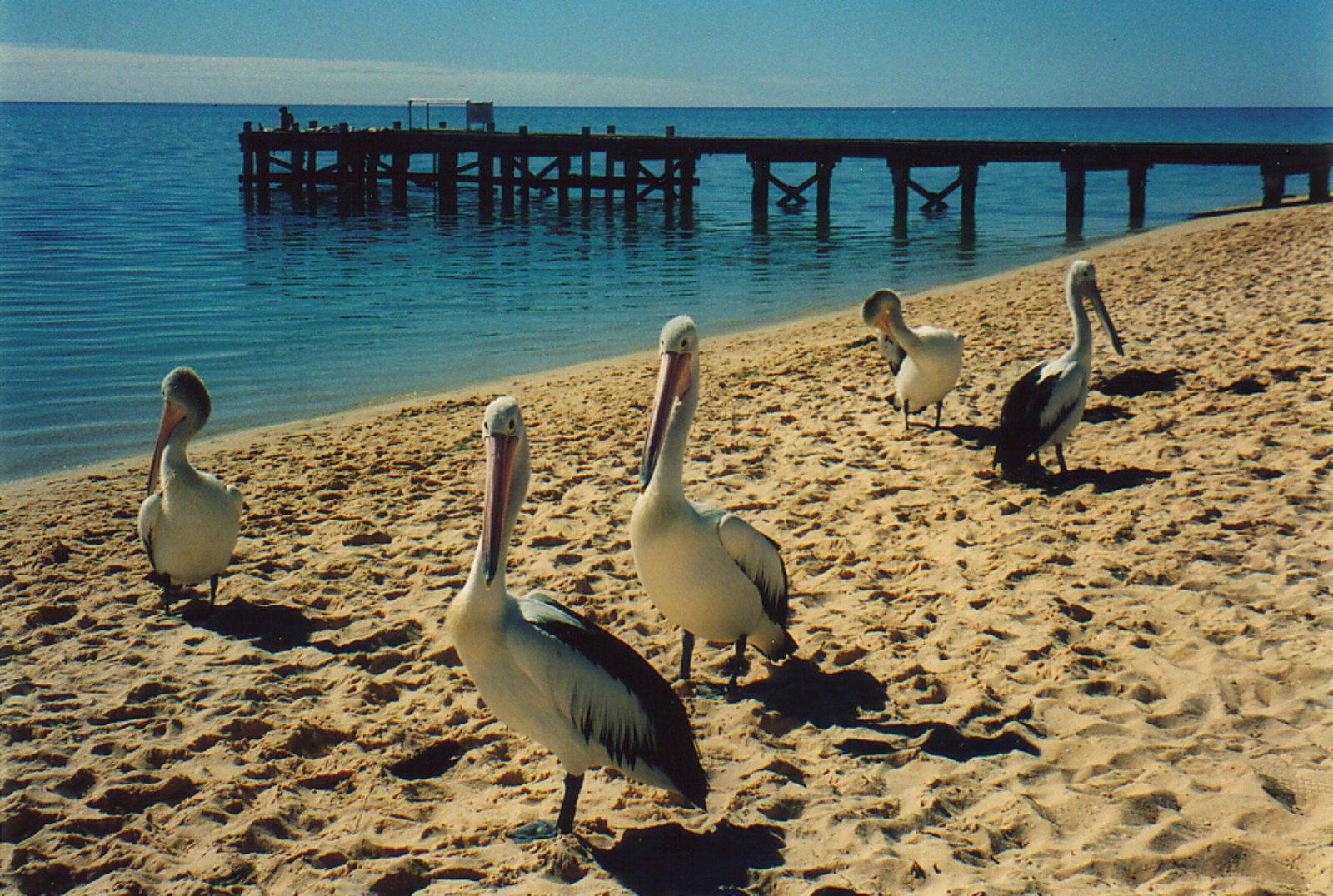 Monkey Mia's pelicans