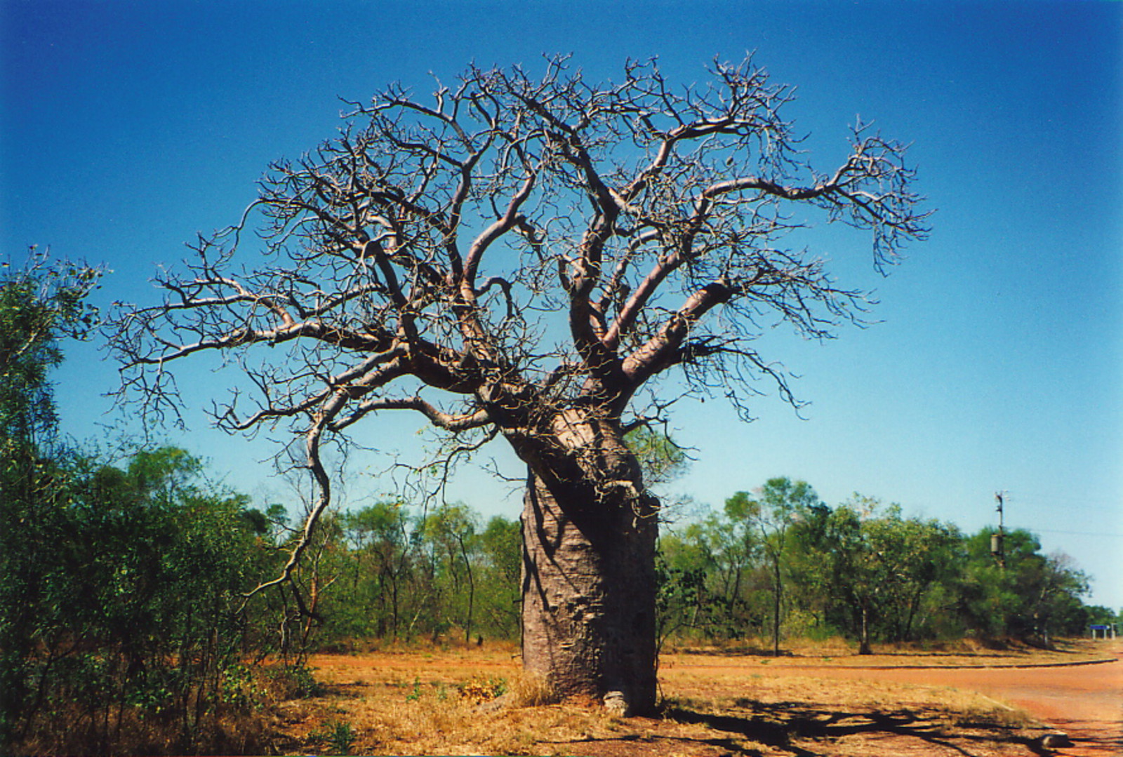 The wonderful boab tree, pictured here by the remote Gibb River Road