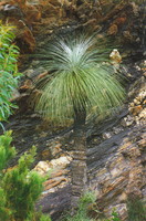 A 'black boy' in the Stirling Ranges