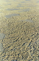Strange sand on Seventy-Five Mile Beach