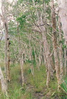 A forest of paperbark gum trees