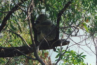 A sleeping koala