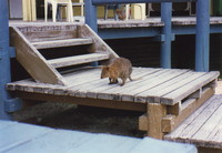 A quokka