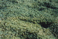 A cloce-up of Shell Beach
