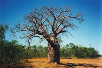 A boab tree