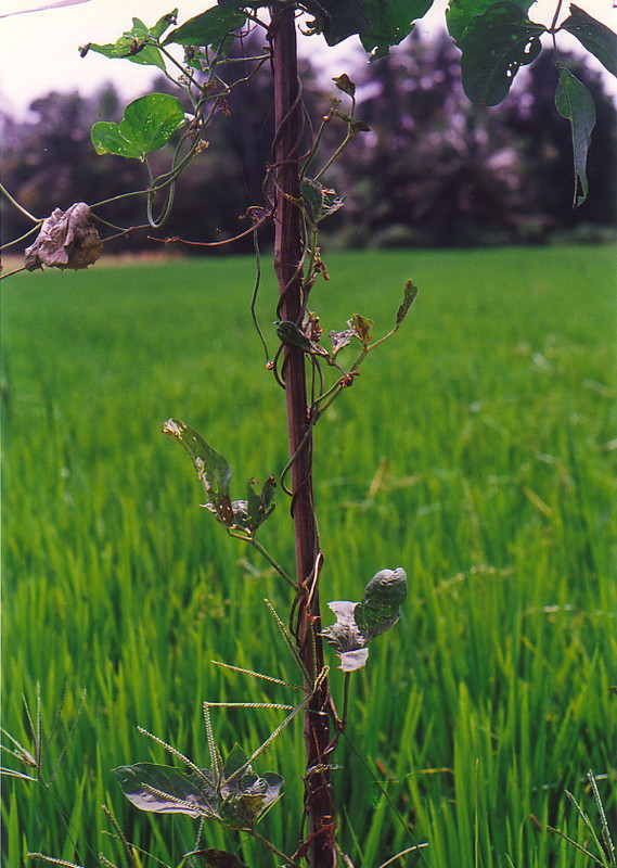 A bean growing anti-clockwise round a pole
