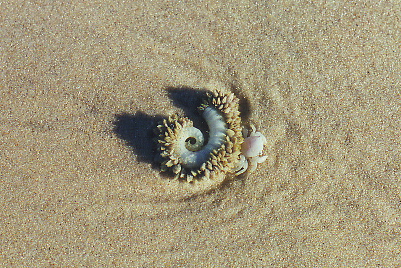 A strange beastie on the beach