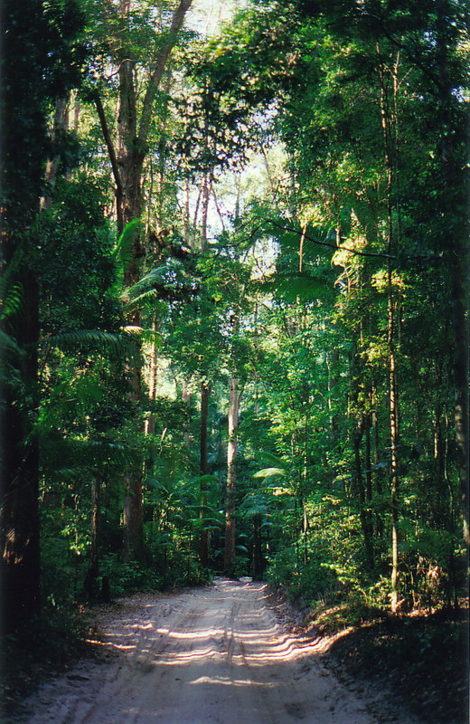 A typical Fraser Island road near Pile Valley