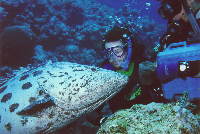 Mark kissing a cod on the Great Barrier Reef