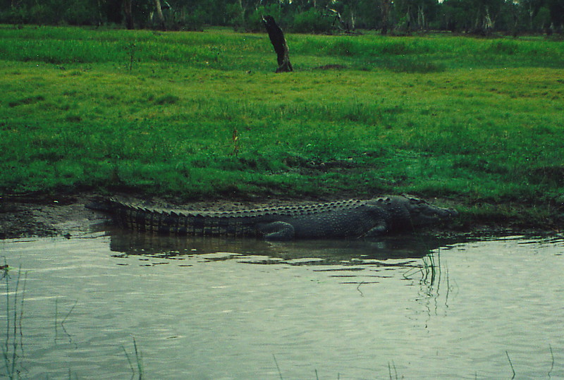 A man-eating saltwater crocodile in Yellow Water