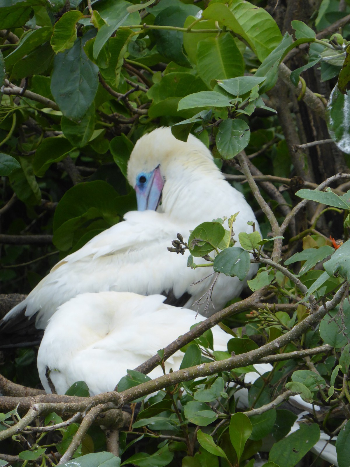 A red-footed booby on Half Moon Bay