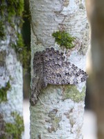 A well camouflaged moth at Cahal Pech
