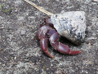 A hermit crab on Half Moon Bay