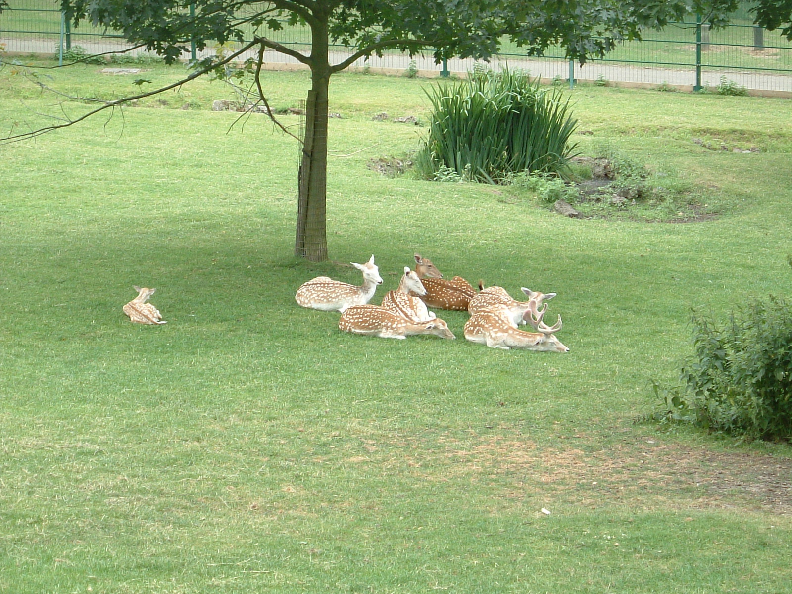 The children's farm in the middle of Maryon Wilson Park