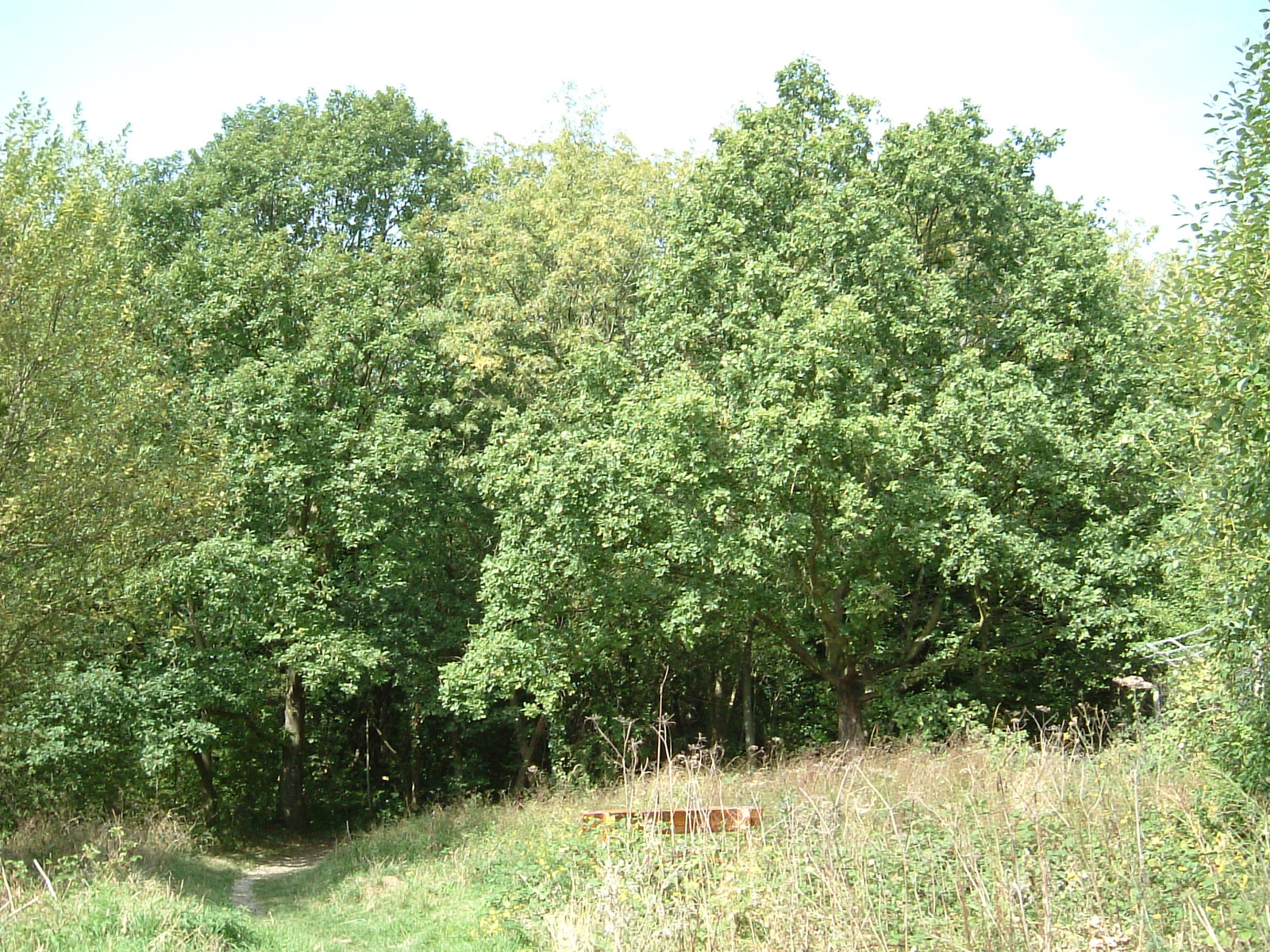 Hither Green Nature Reserve