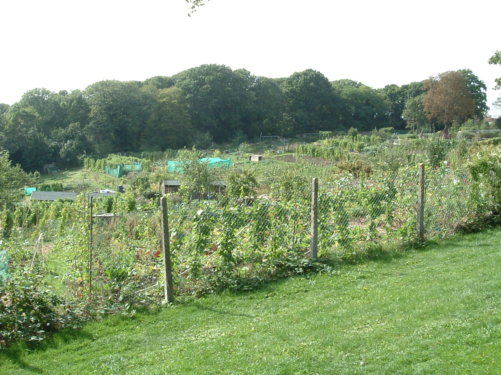 The allotments of Biggin Hill