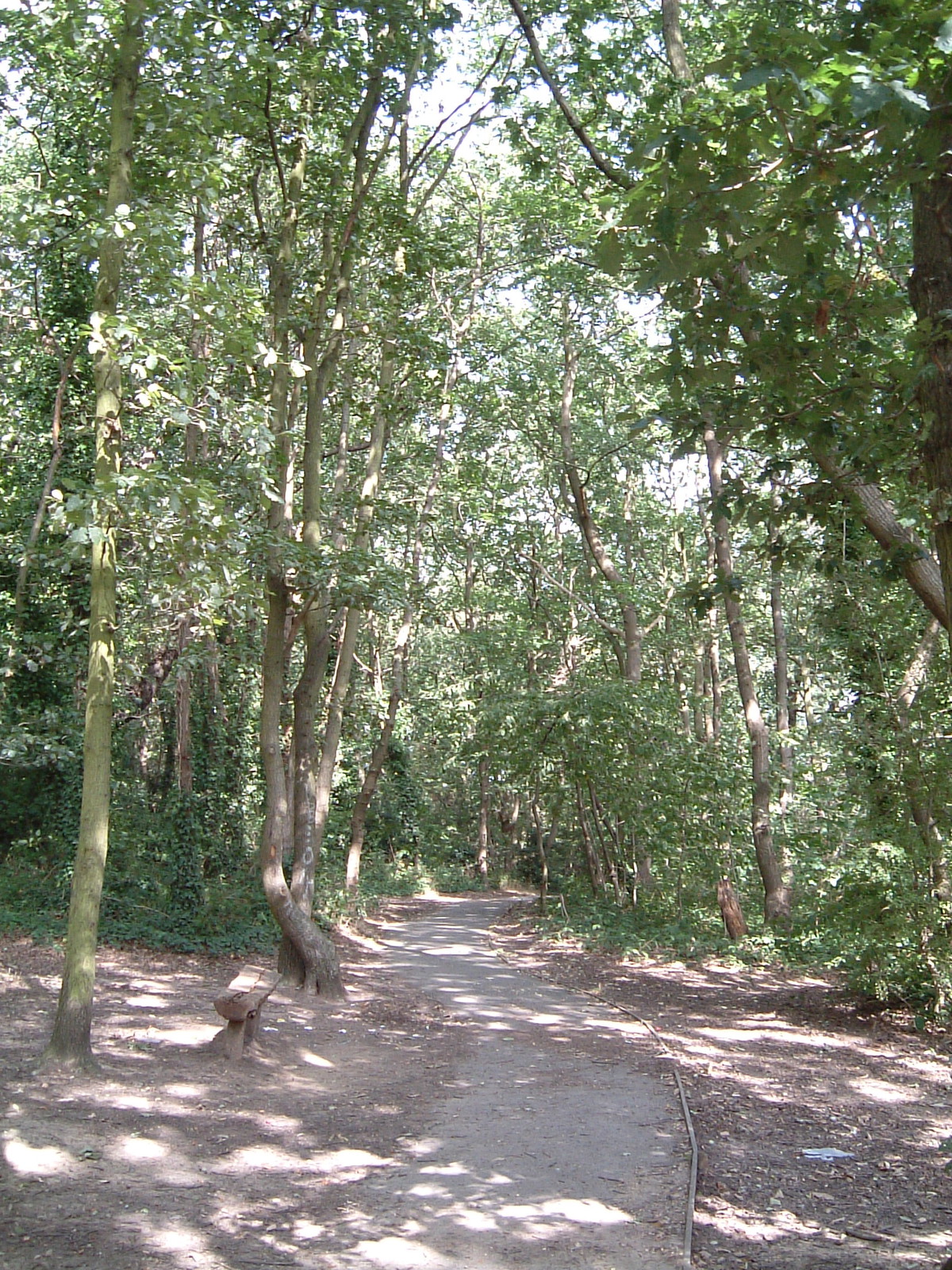 Biggin Wood