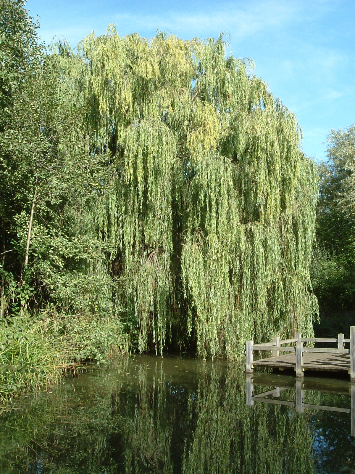 Ponds in Wandsworth Common