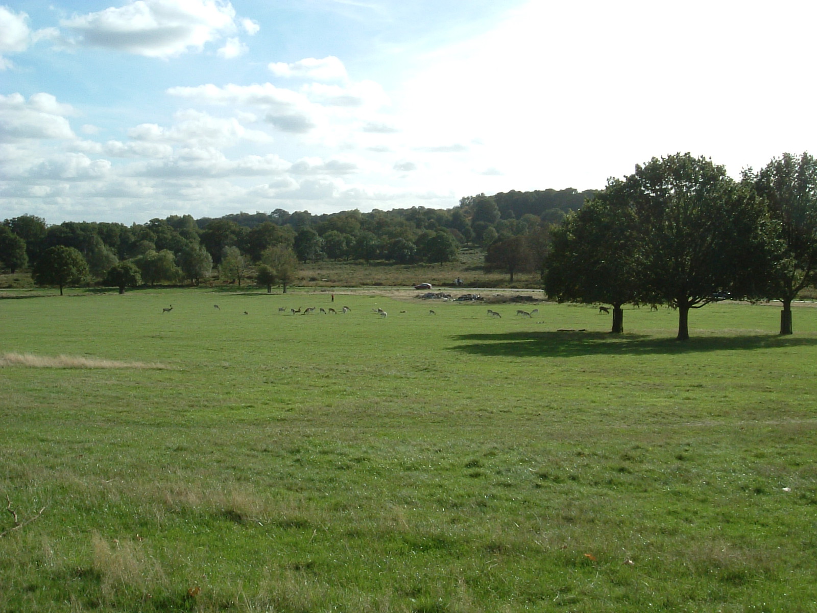 Richmond Park near Robin Hood Gate