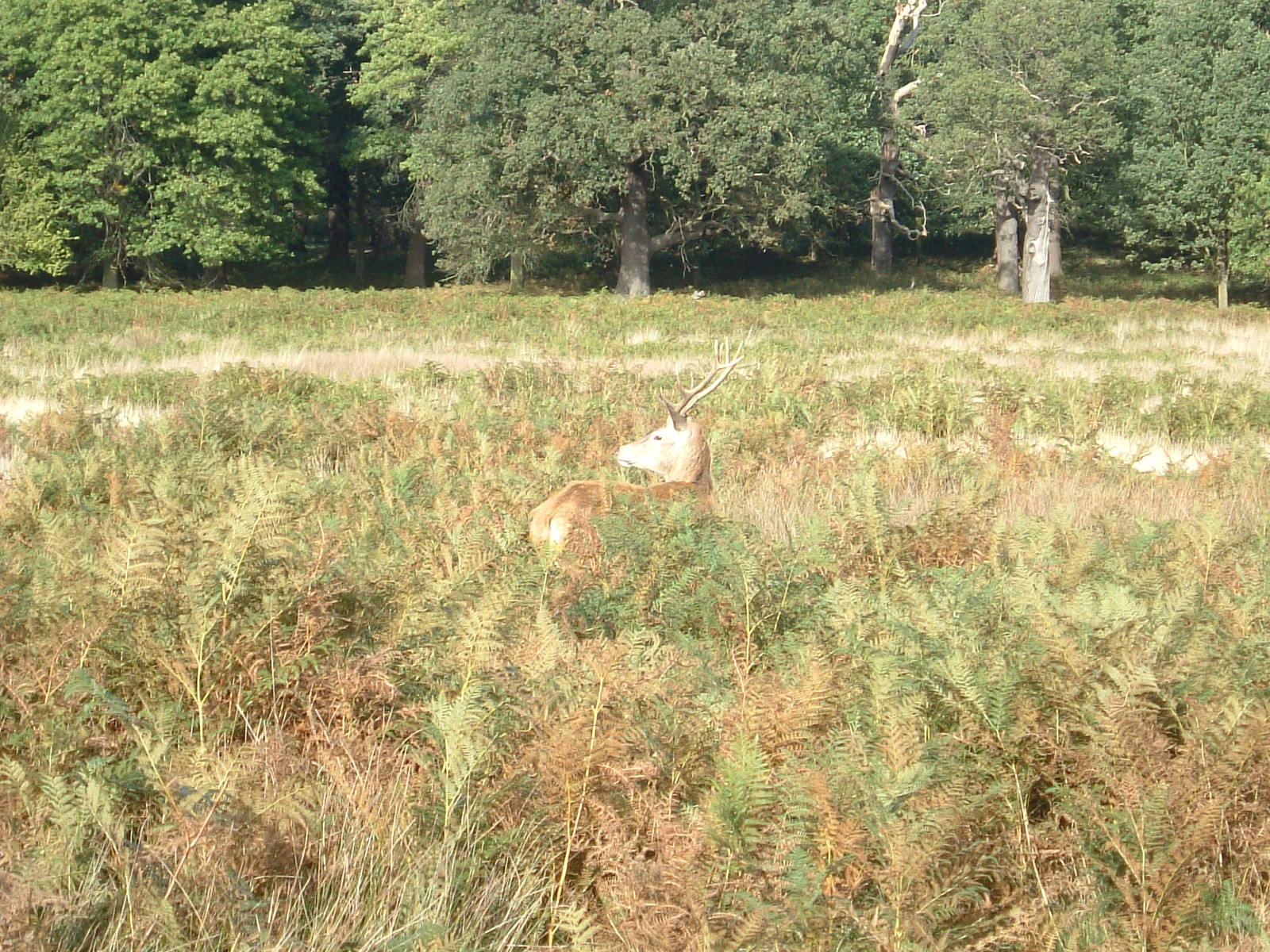A stag near the Pen Ponds, Richmond Park