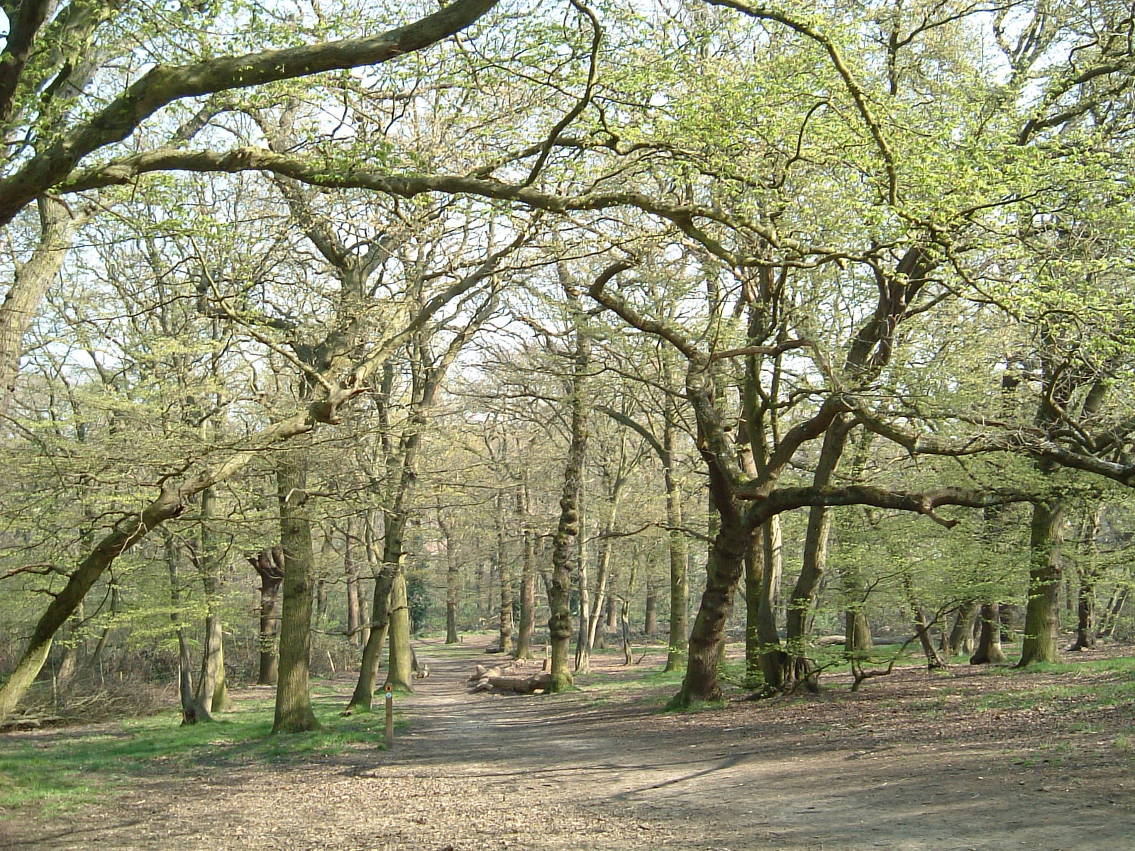 Horsenden Wood