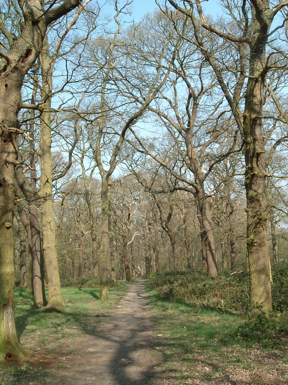 Horsenden Wood