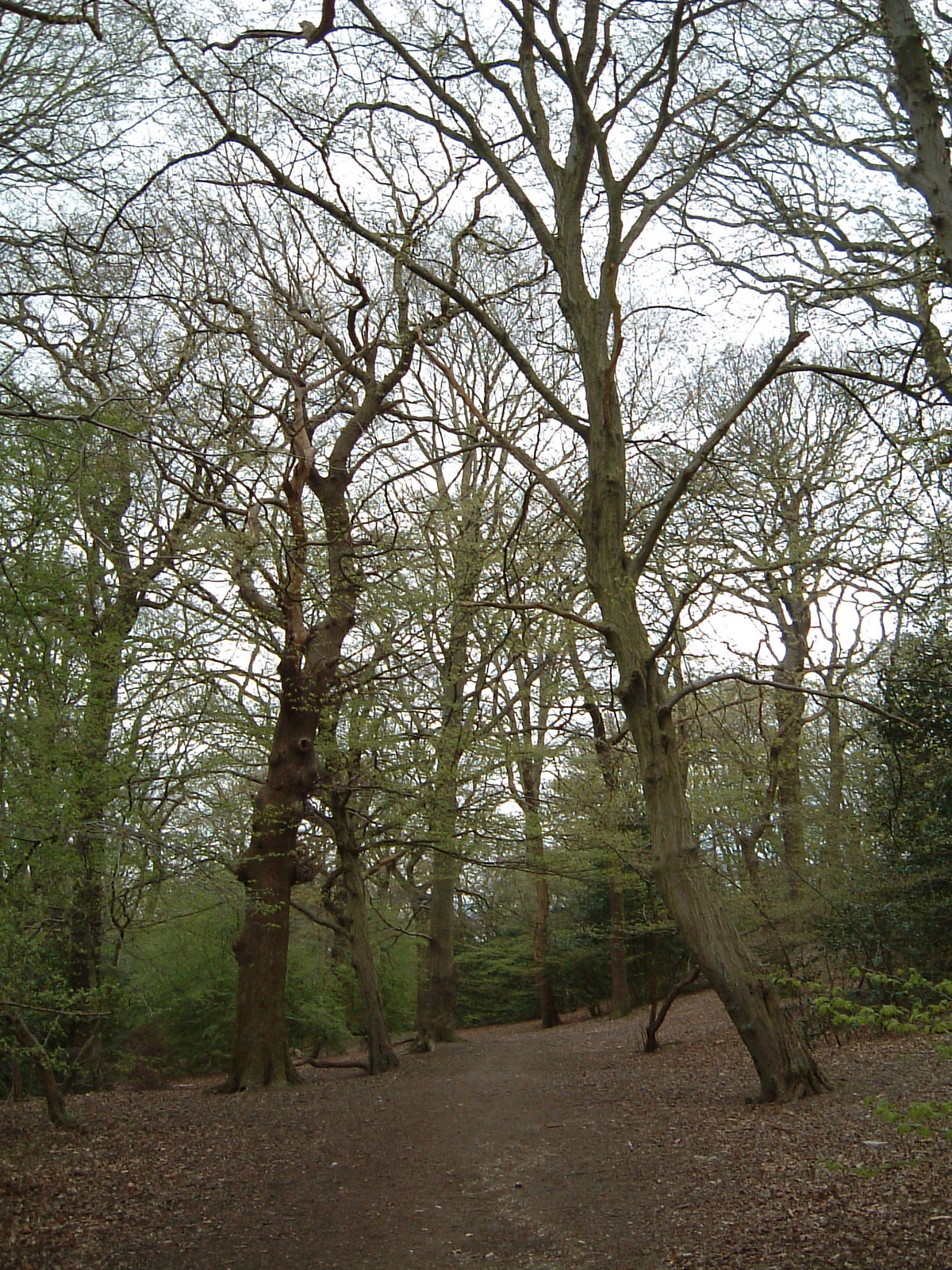 Queen's Wood