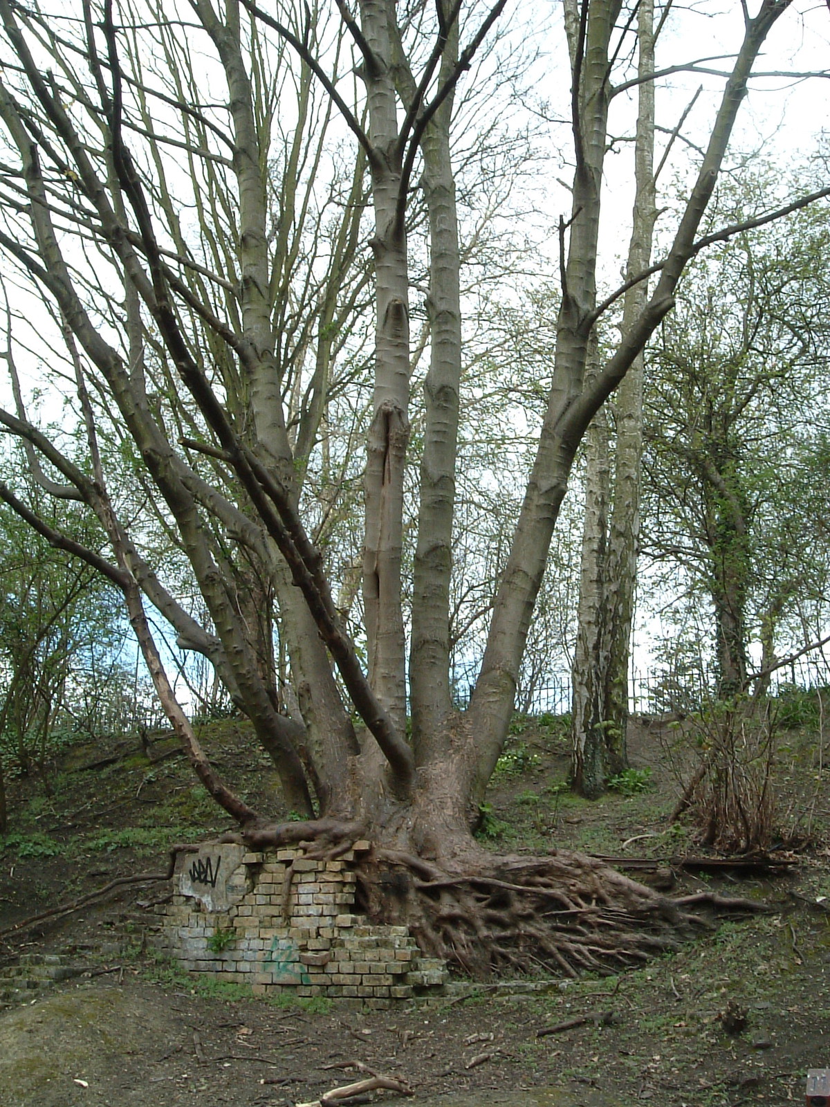 A tree on Parkway Walk